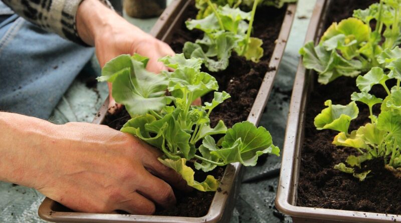 Retirement home garden box